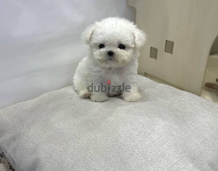 BICHON DOGS  malaise and more SPECIAL OFFERS females and males 2