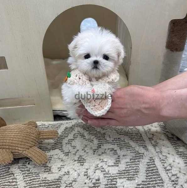BICHON DOGS  malaise and more SPECIAL OFFERS females and males 4