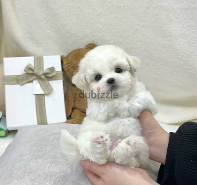 BICHON DOGS females and males maltaise SPECIAL OFFERS and more size 6