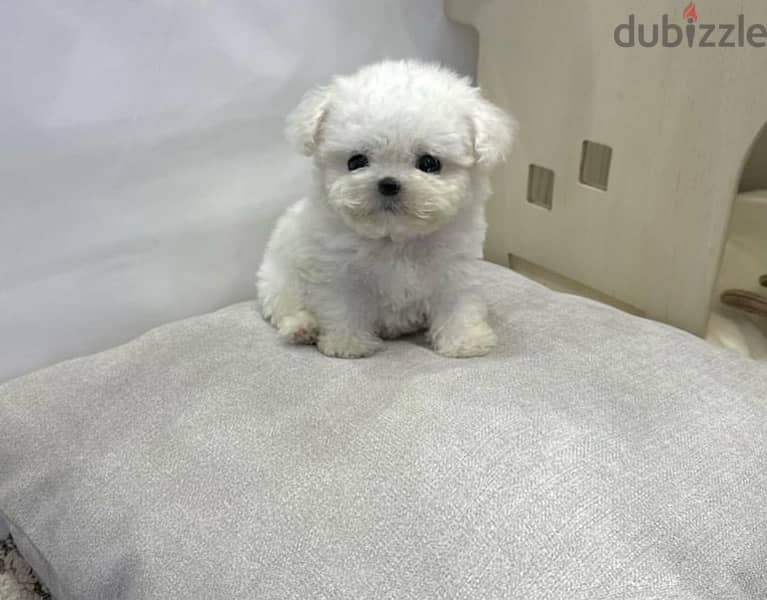 BICHON DOGS females and males maltaise SPECIAL OFFERS and more size 7