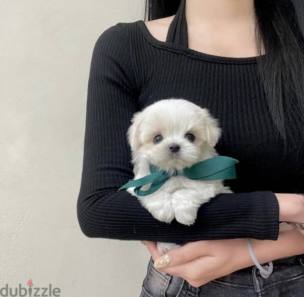 BICHON DOGS females and males all size available SPECIAL OFFERS 0