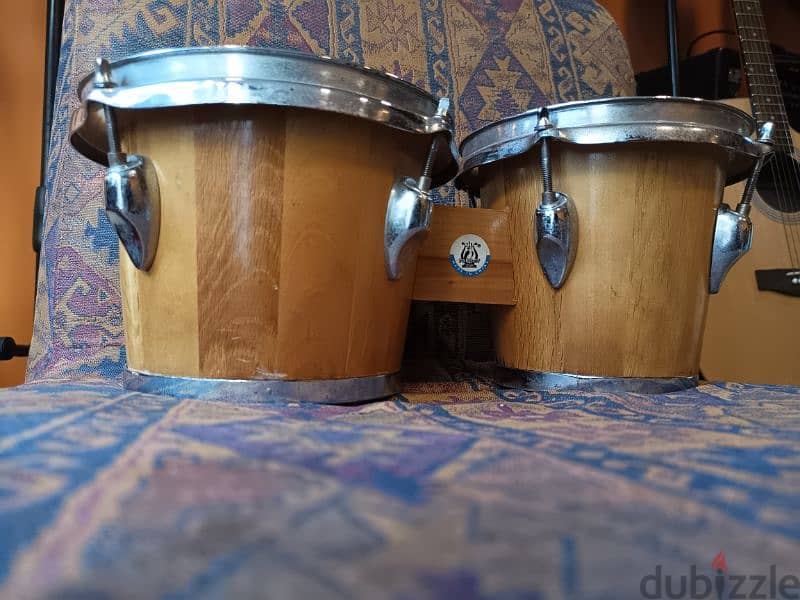 Parrot bongos Oak wood 1