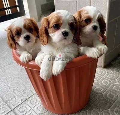 Cavalier King charles AVAILABLE