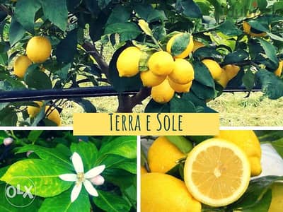 Prenium Italian lemon شجر حامض إيطالي فاخر يتحمل الصقيع والثلج