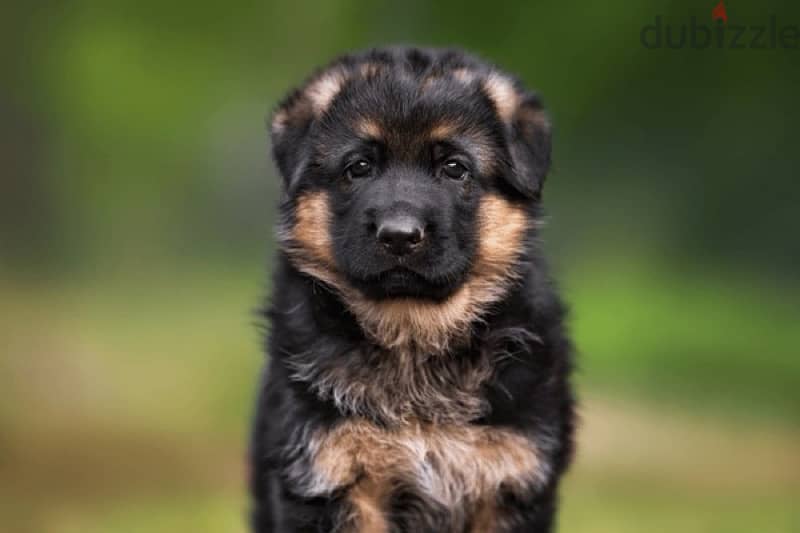 German shepherd available 0