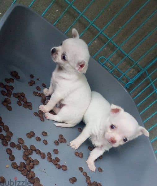 mini chihuahua puppies males and females for sale 0