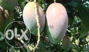 spanish mango/ avocado trees شتول مانغا / أفوكا إسباني 0