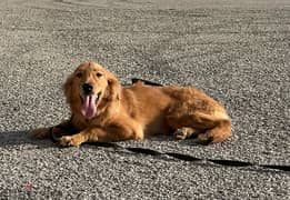 Golden Retriever - 1 Year - Vaccinated -potty trained+basic commands
