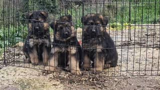super german shepherd puppies