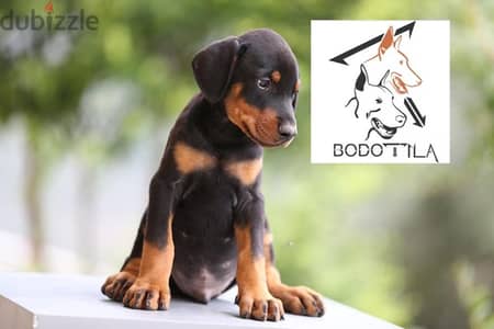 Top European Doberman Puppies