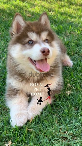 Husky Brown Puppy 0