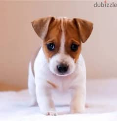 Jack Russell puppies delivery available