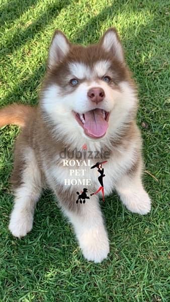 imported husky brown blue eyes puppy cutest 0