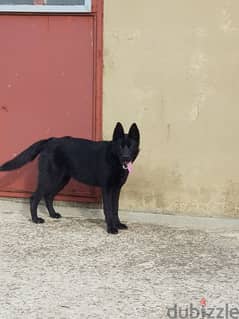 Royal black german shepherd for mating