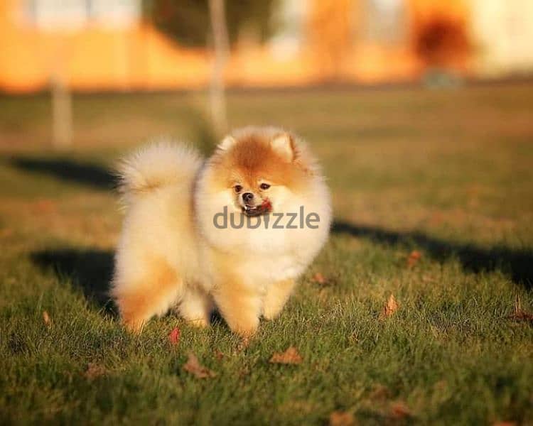 pomeranian teacup 1