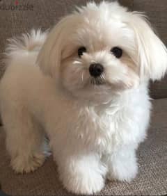 mini Bichon Maltese white puppies