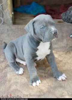 Full blooded blue nose best sale pitbull puppies for sale