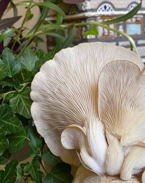Grow your own edible mushrooms with our kits from home 3