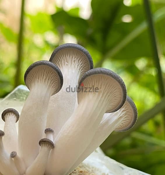 Grow your own edible mushrooms with our kits from home 4