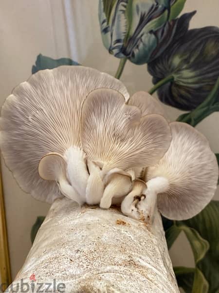 Grow your own edible mushrooms with our kits from home 5