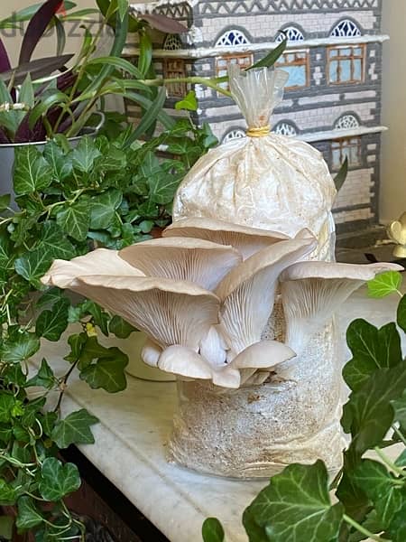 Grow your own edible mushrooms with our kits from home 6
