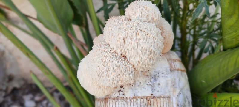 Grow your own edible mushrooms with our kits from home 7