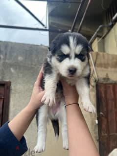 Belusky puppies best sale for sale