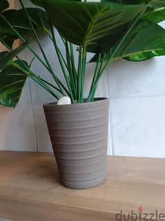 plant with pot  toul 65cm w3ared 60 cm 0