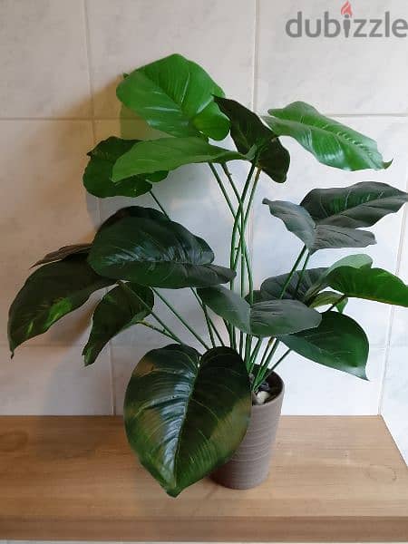 plant with pot  toul 65cm w3ared 60 cm 2