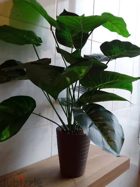 plant with pot  toul 65cm w3ared 60 cm 3