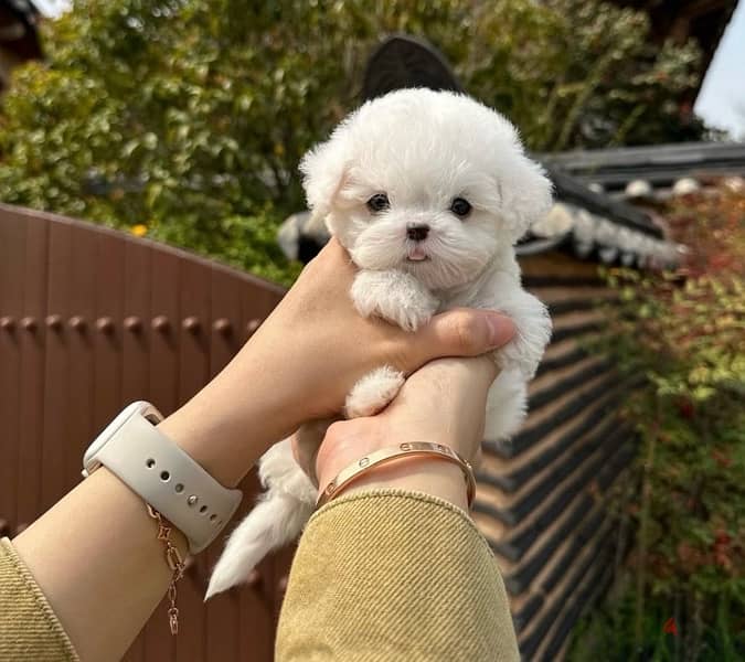 BICHON DOGS  malaise and more SPECIAL OFFERS females and males 9