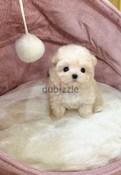 BICHON DOGS  malaise and more SPECIAL OFFERS females and males 10