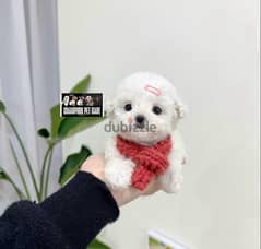 BICHON DOGS maltais and more FEMALES AND MALES AVAILABLE