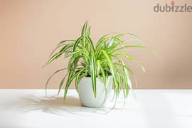 spider plant العنكبوت 0