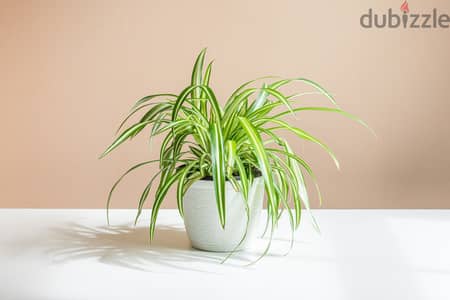 spider plant العنكبوت