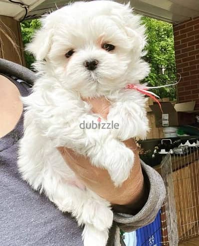 teacup bichon