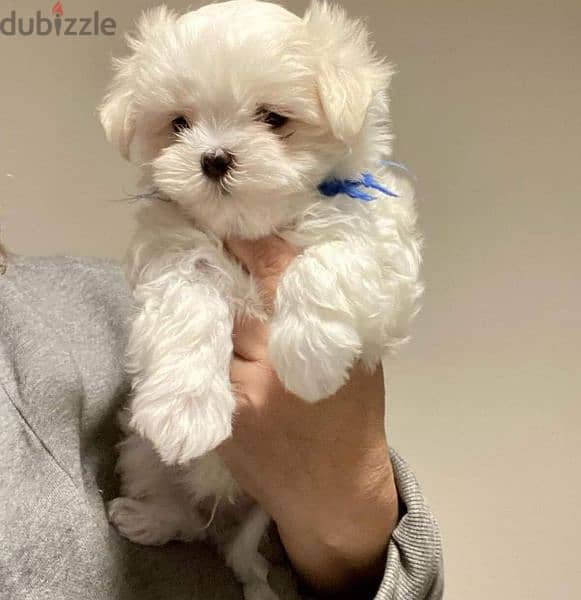 teacup bichon 1