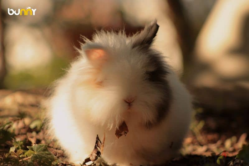 أرانب أجنبية نقية -  rabbit pure breed 5