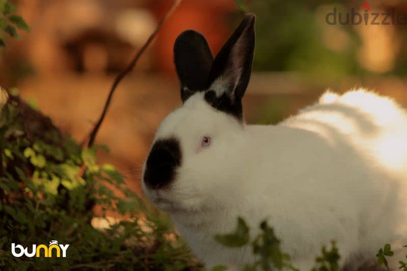 أرانب أجنبية نقية -  rabbit pure breed 6