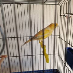 canary male for sale