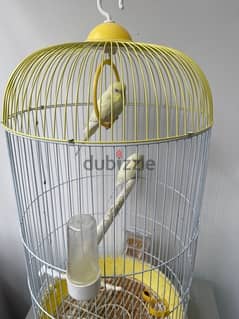 2 budgies , yellow white color, with cage