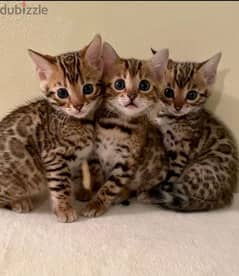 Bengal cat sale olx