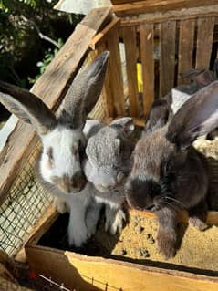 أرانب عملاقة شينشيلا وبابيون Rabbit Chinchilla & Papillion