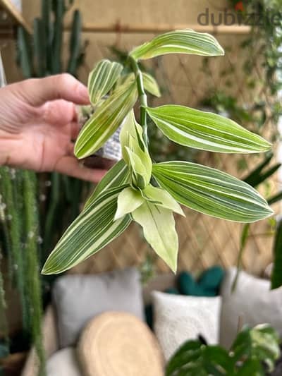 Tradescantia Albo 0.5$