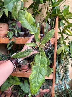 Philodendron Ring of Fire 0