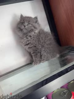 Royal Persian kitty