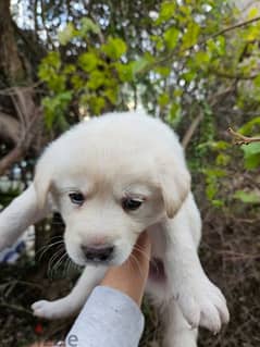 Only serious adopters , puppy mix golden labrador