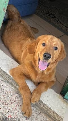 golden retriever 1 year old vaccinated