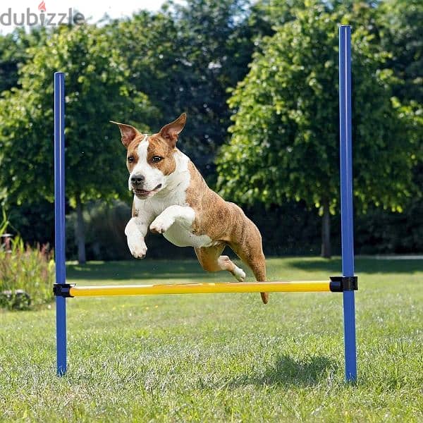 Zoofari Dog agility training hurdler 2