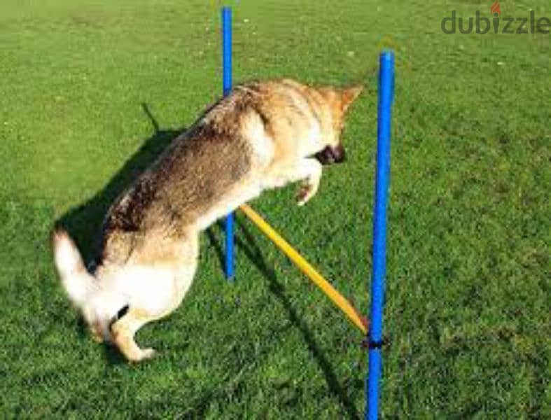 Zoofari Dog agility training hurdler 3